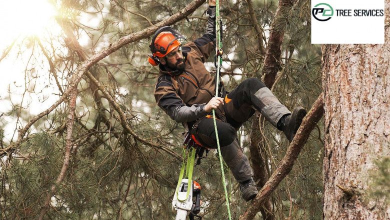 Top 5 Practical Tips And Advice While Choosing An Arborist