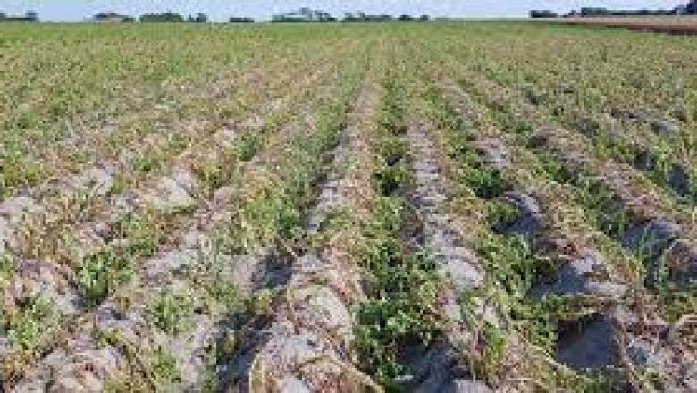 Drought Resistant Crops Market share, size, and Growth 2027