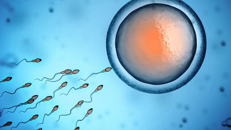 As A Treatment For Infertility, Artificial Insemination Involves Inserting Semen Directly Into The Womb