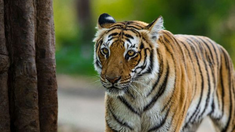 Tiger Safari India