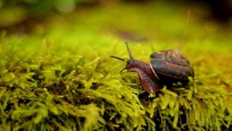 Global Molluscicides Market Growth, Size, Share and Forecast 2027