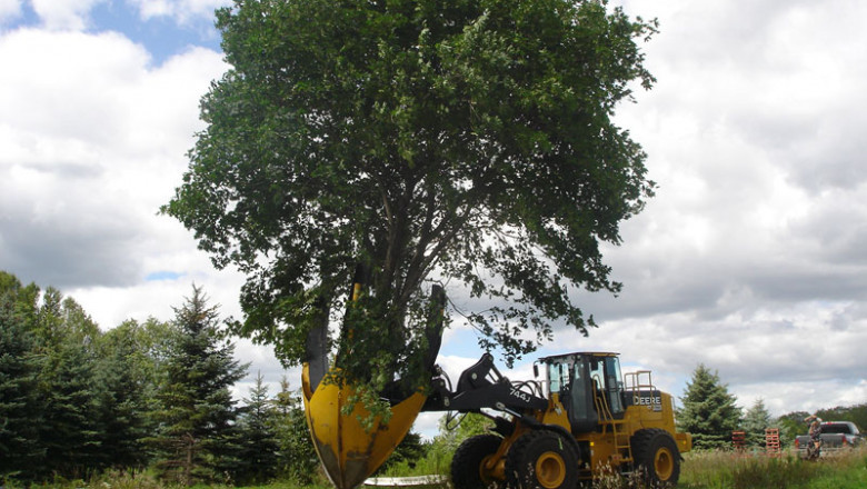 Global Tree Transplantations Market Growth, Size, Share and Forecast 2027