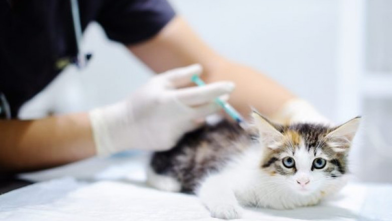 Veterinary Vaccine Market Share, Revenue and Growth Analysis Report Till 2028 | Value Market Research
