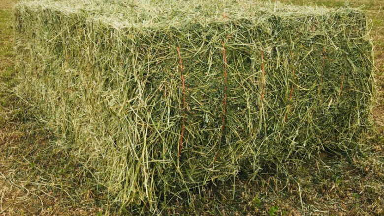Global Alfalfa Market Growth, Share, Size and Forecast 2027