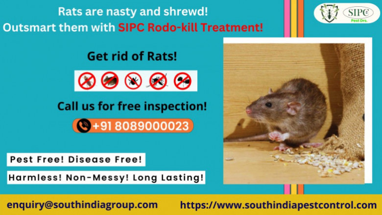Best Rodent control in Bangalore
