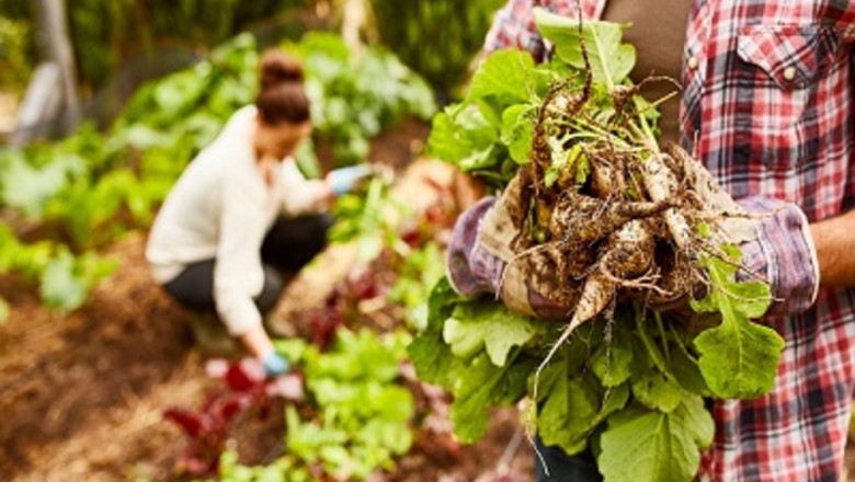 Cover Crops Market Share, Size, Growth and Forecast 2027