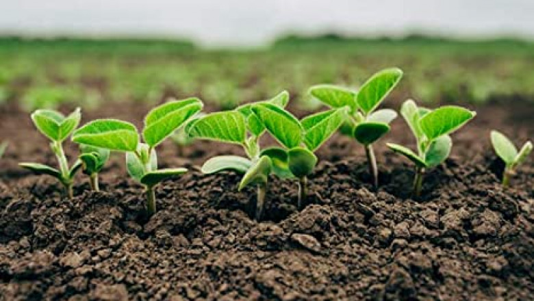 Fertilizer Sticks Market Share, Size, Growth and Forecast 2027