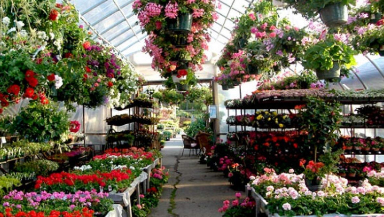 Online Nursery Market Share, Size, Growth and Forecast 2027
