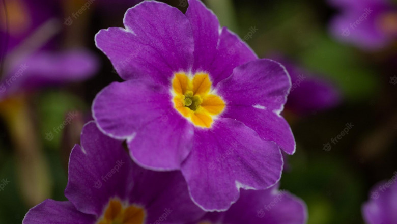 What You Need To Know About Your Garden Centre: Dobbies Garden Centres