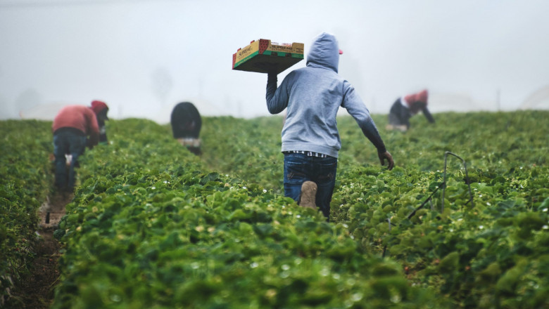 Crowd Farming Market Share, Size, Gorwth and Forecast 2022-2027