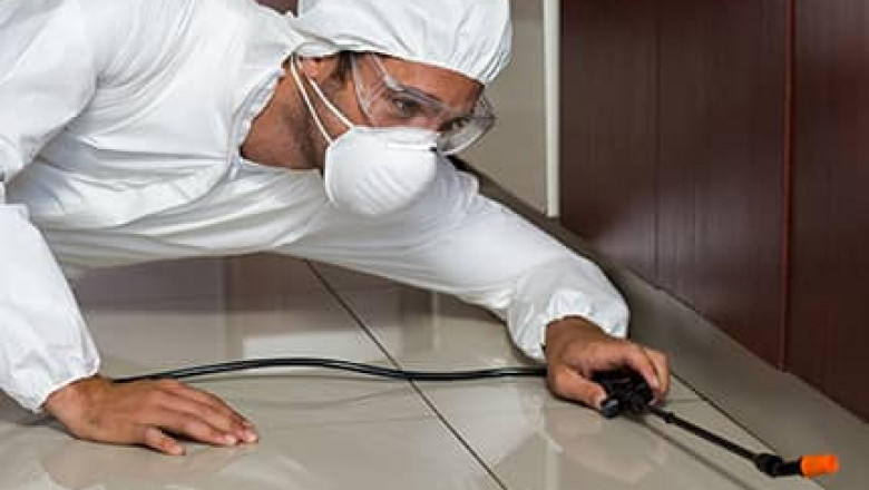 How to Control Pests in Your Home Guide