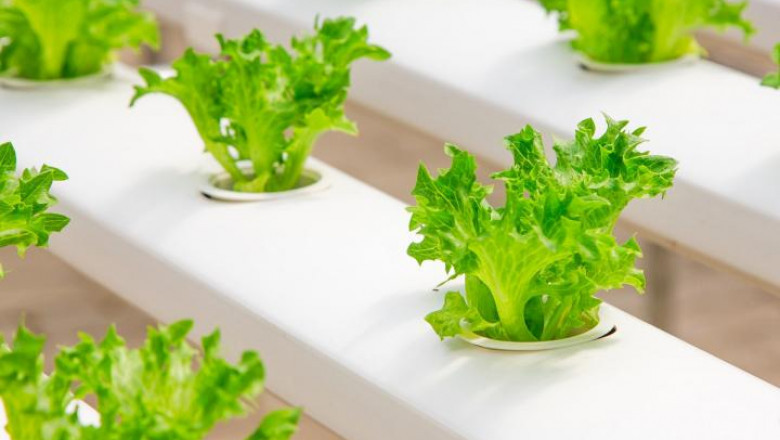 Europe Hydroponics Market Share, Size, Growth and Forecast