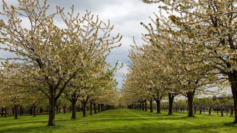 What are Common Tree Problems in Spring? | TreeNewal