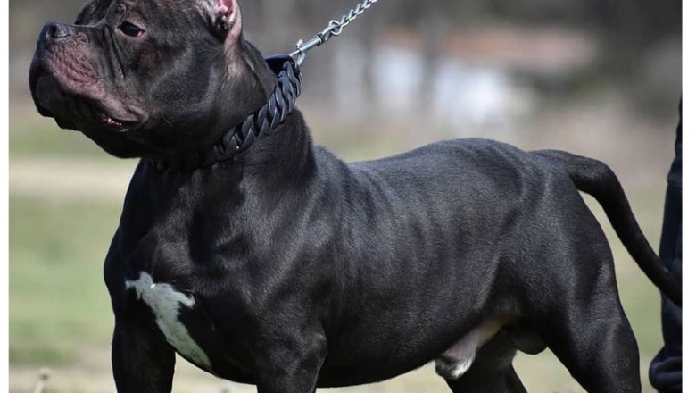 Authentic American Pitbull Terrier Puppies for Sale