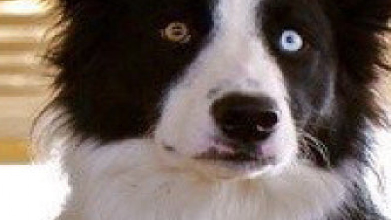 How Do NSAIDs Work And How Do They Help a Dog Feel Better?