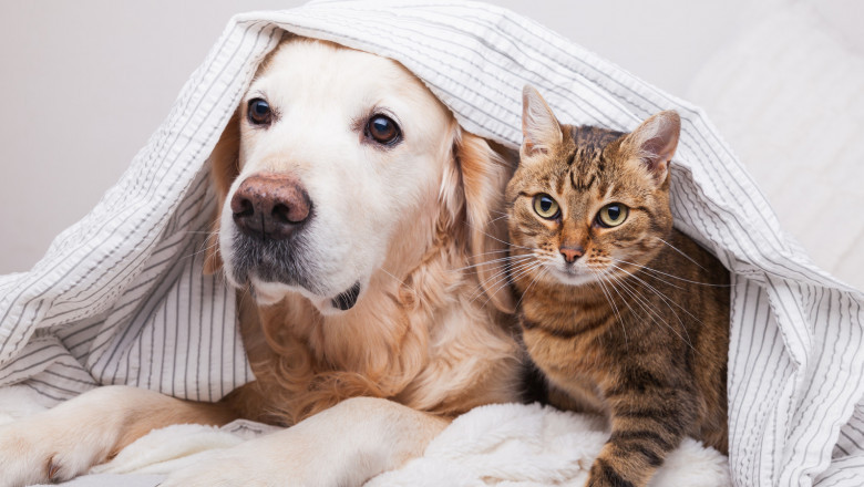 Reasons Why Dogs Are Better Than Cats As Pets