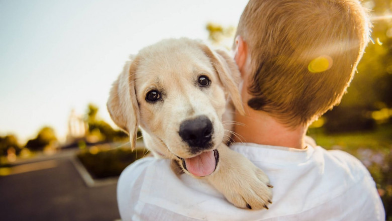Advanced Microchip Lookup Tools: How Technology Is Simplifying Pet Identification