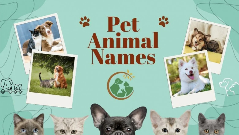 Top 1,200+ Trending Animal Names in 2025