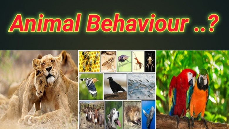 Understanding the Science of How Animals Behave